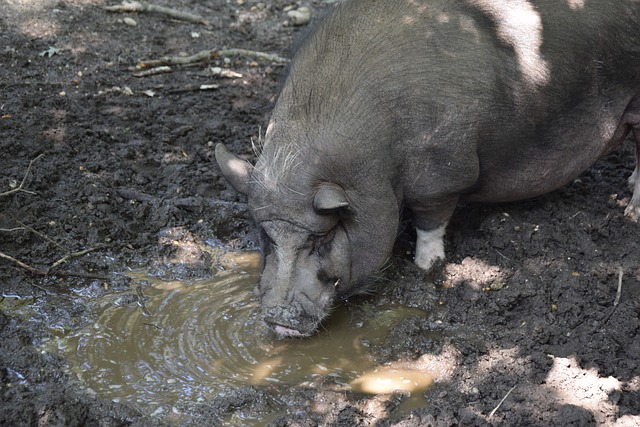 独行侠这一 独行侠这一